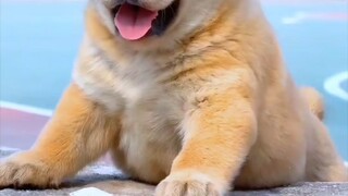 【A Local Farmyard Dog】New video is now available—please follow!