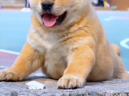 【Một chú chó nhà quê bản địa】Video mới nhất đã lên sóng, mong mọi người theo dõi!