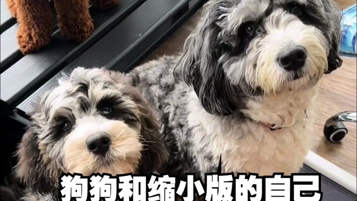 Daycare dogs and their mini versions~