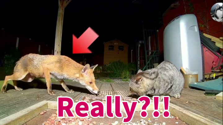 A Fox's Sneak Attack and Trick for A Cat's Dinner