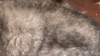 catsmeow ringtone