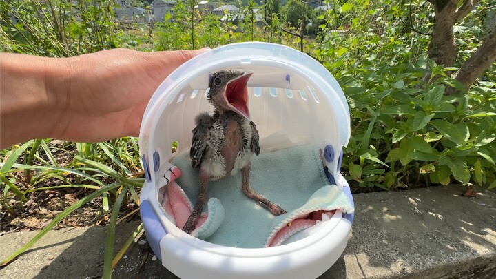 Miniature Dinosaur Monster