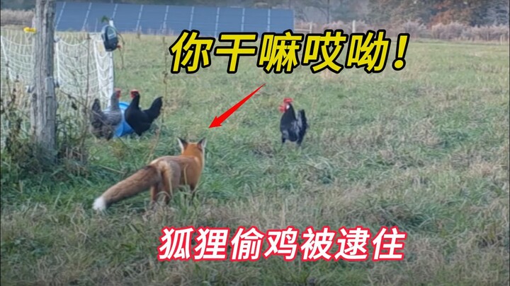 A fox caught stealing a chicken got stuck while trying to escape. Despite the previous theft, an old