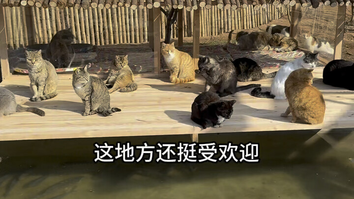 Padang rumput kucing yang penuh kehidupan ternyata disambut oleh salju lebat