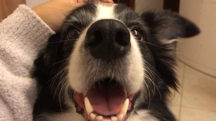 [Cún Border Collie Tiểu Thất] Nuôi một “bé bám dính” thì cảm giác thế nào nhỉ?