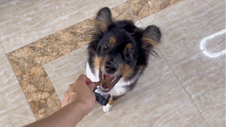 Hôm nay cún con quay video cho tôi, còn tôi quay lại cún con.