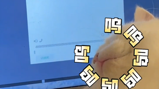 Air mata siber si kucing kecil