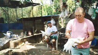 Sparring exercises of stags