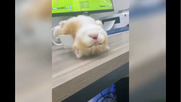 睡迷糊的小奶猫