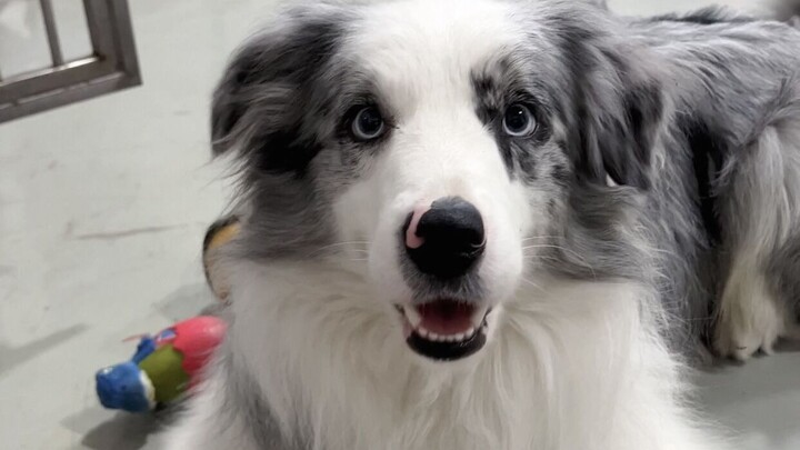 Cara pintar menangani bulu kaki border collie