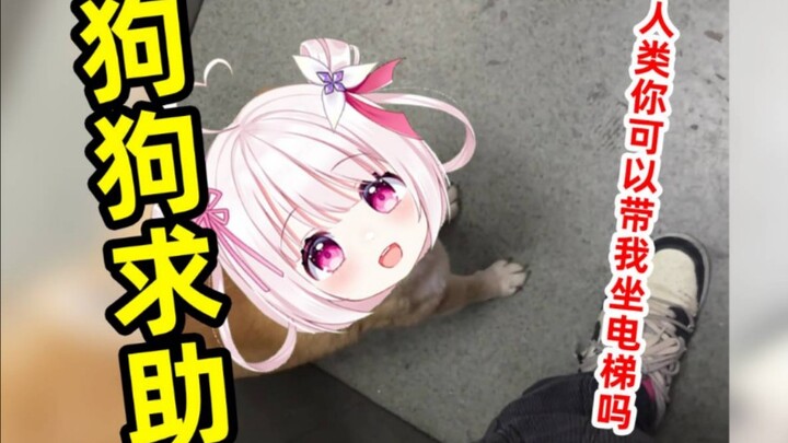狗狗按不到电梯也是会求助人类的！！！