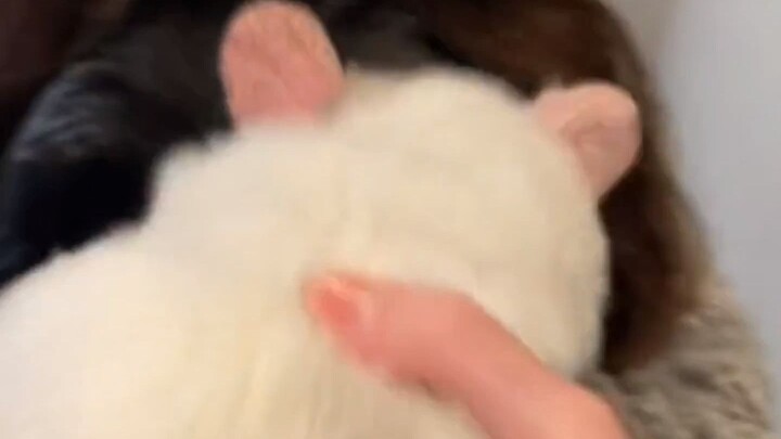 Was the pet you lost white or black?