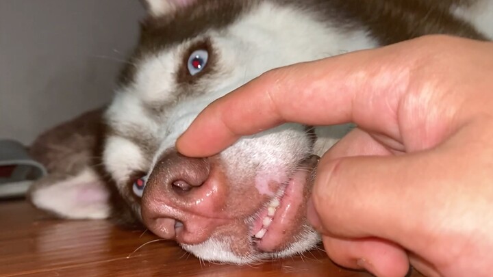 If you keep poking a husky’s nose, will it get mad?