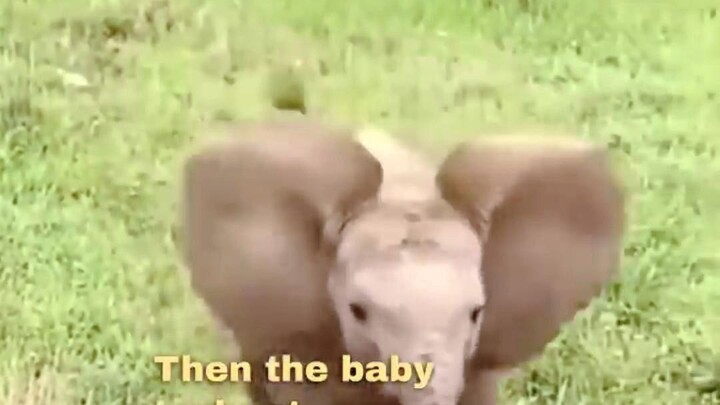 Baby elephant tries to scare away humans