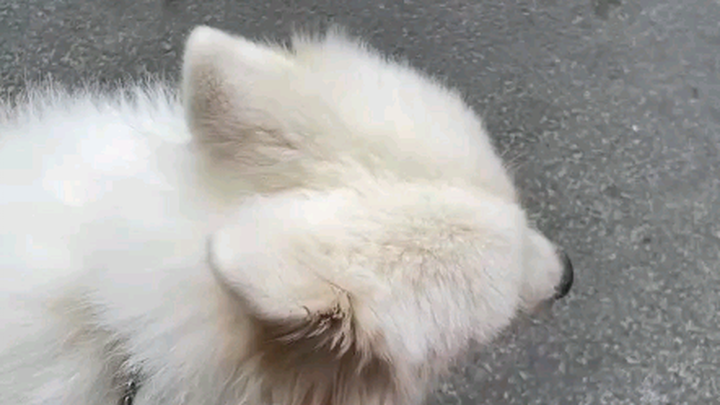 Nuo Nuo's first-person perspective: bathing the working dog Yuki meow!