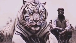 Ada yang meragukan, apakah harimau takut hantu? Jangankan takut hantu, bahkan gajah pun akan berkeri