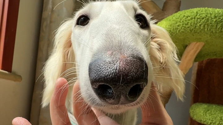 Ah, little dog~