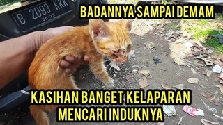 Allahu Akbar Anak Kucing Menangis Mencari Induknya Di Bawah Pohon Pisang Langsung Adopsi..!