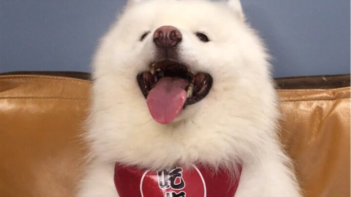 Khi Samoyed đáng yêu lên thì đúng là chẳng có giống chó nào sánh nổi!