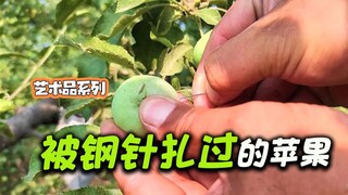 If a steel needle is stuck into a growing apple, will it still grow?