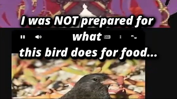 THIS BIRD DRINKS BLOOD?! 😱 #Vtuber #short
