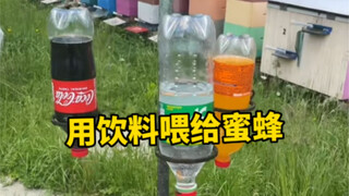 用饮料喂给蜜蜂竟然也能生产出蜂蜜