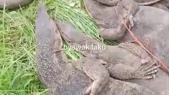 biyawak byawang
