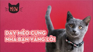 Làm Sao Để Dạy Mèo Cưng Nhà Bạn Vâng Lời Và Sống Có Khuôn Khổ? | Meow | Coi Là Ghiền