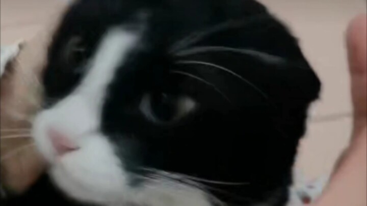 Cat: “It… it just happened so suddenly, like it was over in an instant~”