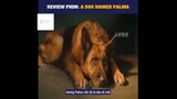 Tóm tắt phim: A dog named Palma