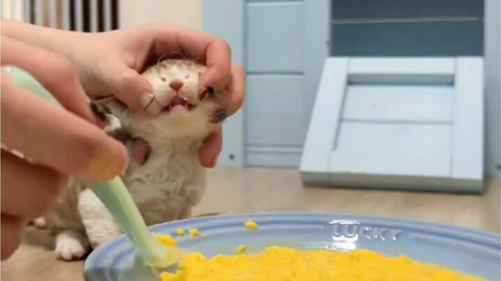 ช็อก! พ่อแม่ใจร้ายบังคับป้อนอาหาร ลูกแมวน้อยขอความช่วยเหลือ!