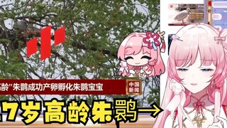 【Ze Yin】Seekor ibis jambul berusia 17 tahun di Shaanxi menetaskan seekor bayi👀Sekarang Yin Yin yang 