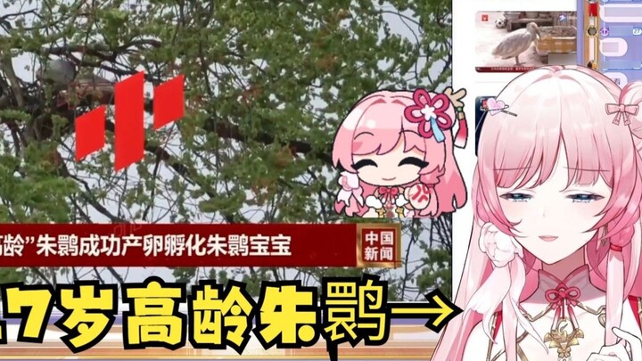 【Ze Yin】A 17-year-old crested ibis in Shaanxi hatched a baby👀Now 17-year-old Yin Yin has really beco