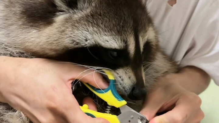 Immersive experience of trimming raccoon nails #raccoon