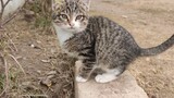 Động vật|Mèo Dragon Li