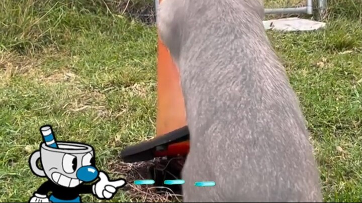 Mugman battles Wombat!