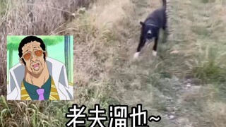 黄猿大将居然被一群黑犬追杀得落荒而逃