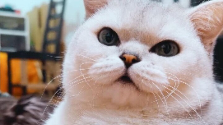 هذا فيديو عن قطة سمينة حزينة!