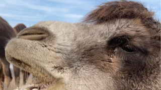 Everyone thinks that camels are bitter, but not all camels can eat camel thorns.