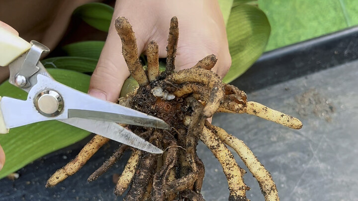 The Correct Way to Handle Yellow Spots on Clivia Leaves