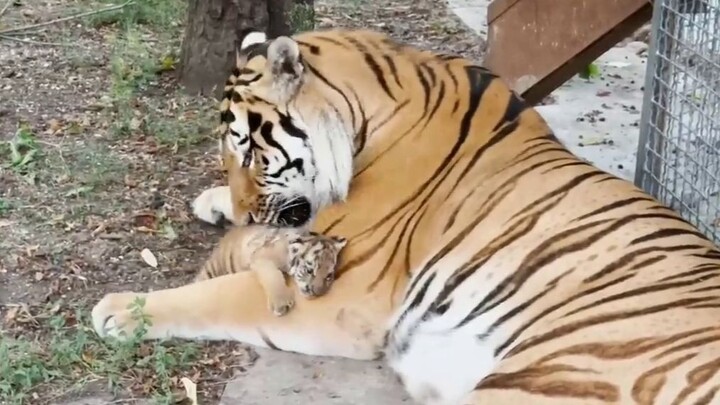 The male tiger meets his cub for the first time: “This little one is so cute!” He holds the cub and 