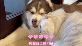 ها لي لو لديه هريرة صغيرة يواسيها بنفسه.