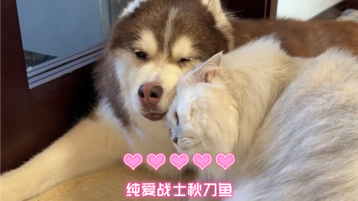 ฮาลี่ลู่มีลูกแมวที่คอยปลอบโยนของตัวเอง