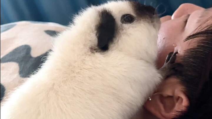 I had the little pig wake up my roommate, and it had me cracking up lol!