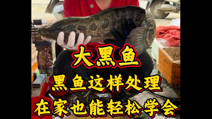 Mengolah ikan gabus ternyata tidak sesulit yang dibayangkan; dengan cara ini, Anda pun bisa dengan m