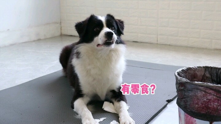 Why can’t a Border Collie be a police dog? Because it’s too good at acting.