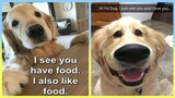 Funniest & Cutest Golden Retriever Puppies Funny Puppy Videos #6