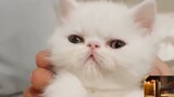 Câu đố về thú cưng: Những chú mèo trong anime này là giống mèo gì?