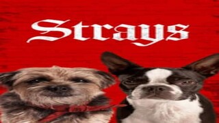 Strays _ 2023 - WATCH THE FULL MOVIE THE LINK IN DESCRIPTION