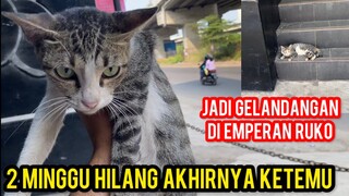 ALHAMDULILLAH KUCING YANG YANG LAMA HILANG DI TEMUIN KEMBALI SENENG BANGET RASANYA..!